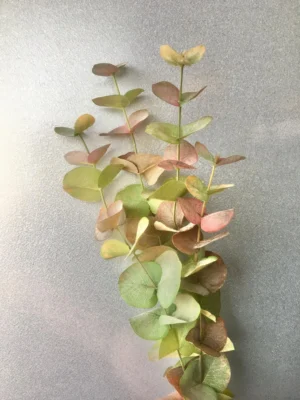 Eucalyptus, höst matt, konstgjord kvist, 60cm