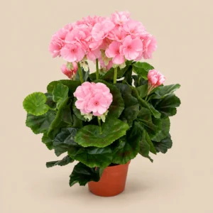 Pelargon, ljusrosa, konstgjord blomma, 35 cm